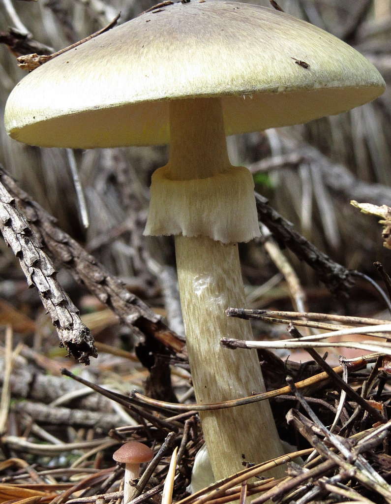 Ложное ли. Бледная поганка гриб. Бледная поганка (Amanita phalloides). Бледная погоганка гриб. Amanita phalloides гриб.