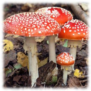 Мухомор красный - Amanita muscaria