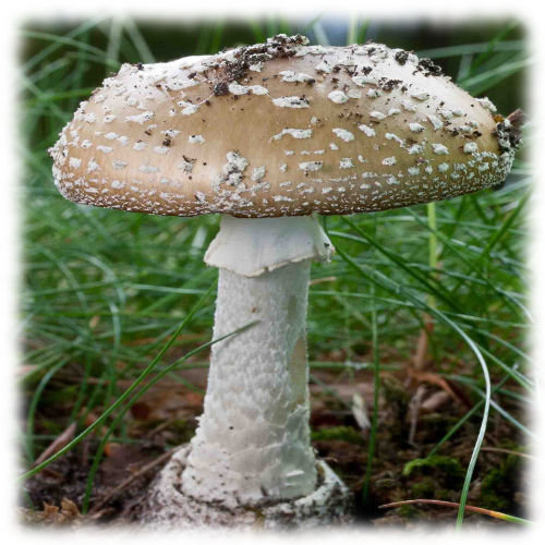 Мухомор пантерный - Amanita pantherina