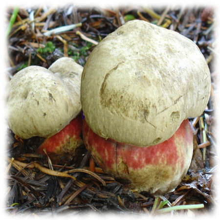 Сатанинский гриб - Boletus satanus