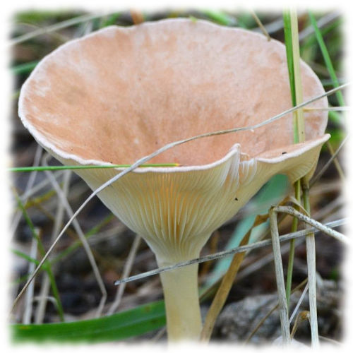 Говорушка ворончатая - Clitocybe gibba