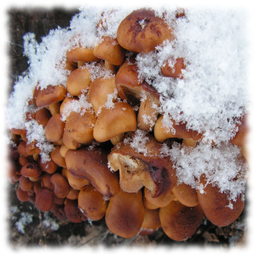 Зимний гриб  - Flammulina vetutipes