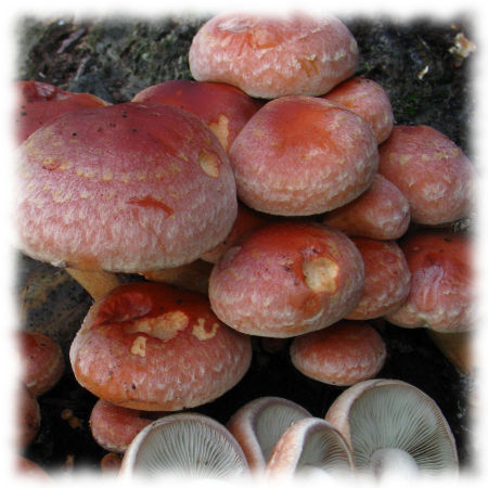 Ложноопенок кирпично-красный - Hypholoma subrateritium