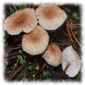 Чесночник - Marasmius scorodonius