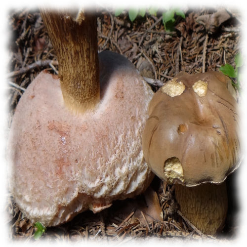 Желчный гриб - Tytopilus felleus