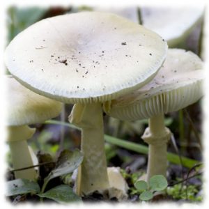 Бледная поганка - Amanita phalloides