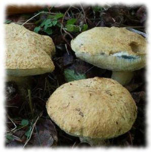 Боровик глухой - Gyroporus cyanescens