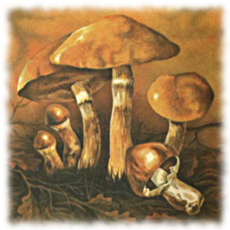 Масленок лиственничный - Suillus grevillei