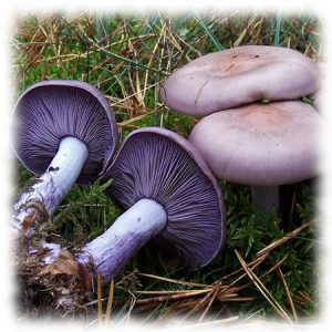 Рядовка фиолетовая - Tricholoma undum