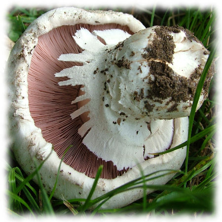 Шампиньон обыкновенный (Agaricus campestris)