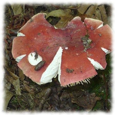 Сыроежка красная ломкая (Russula rubra)