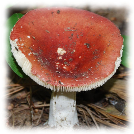 Сыроежка жгучеедкая, Russula emetica Fr.