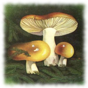 Сыроежка охристая - Russula achroleuca (Pers.) Fr.