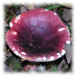 Сыроежка остроедкая (Russula sardonia Fr.)