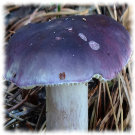 Сыроежка синяя (Russula azurea)