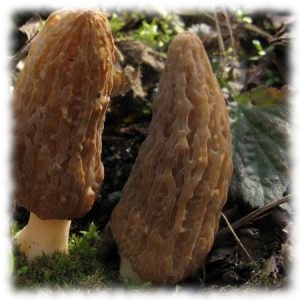 Сморчок конический — Morchella conica