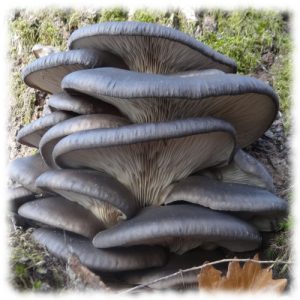 Вешенка осенняя - Pleurotus salignus